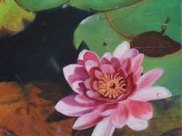 Nénuphar