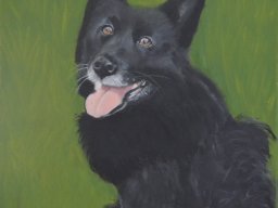 Shipperke